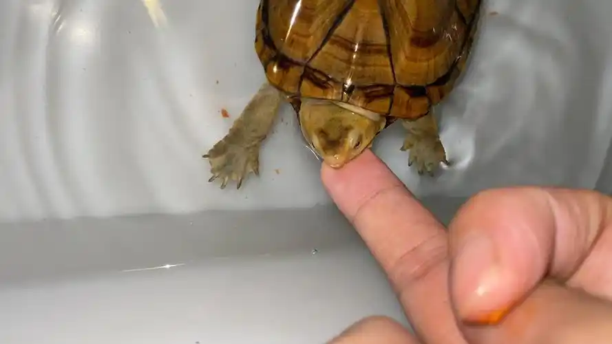 这只蝎泽实在是太温柔了,从不下死手