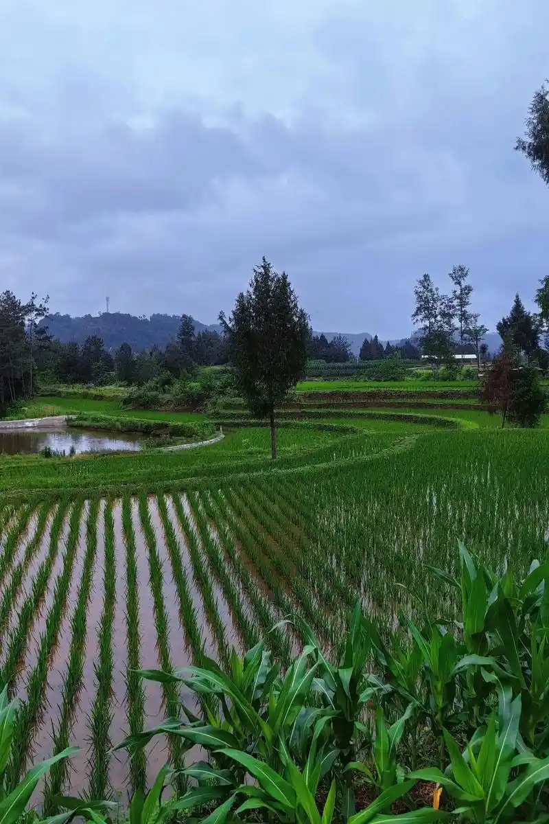 农村#治愈系风景 #桂姐原创图片 - 抖音