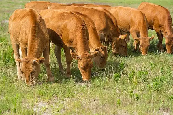 牛的图片_图片大全