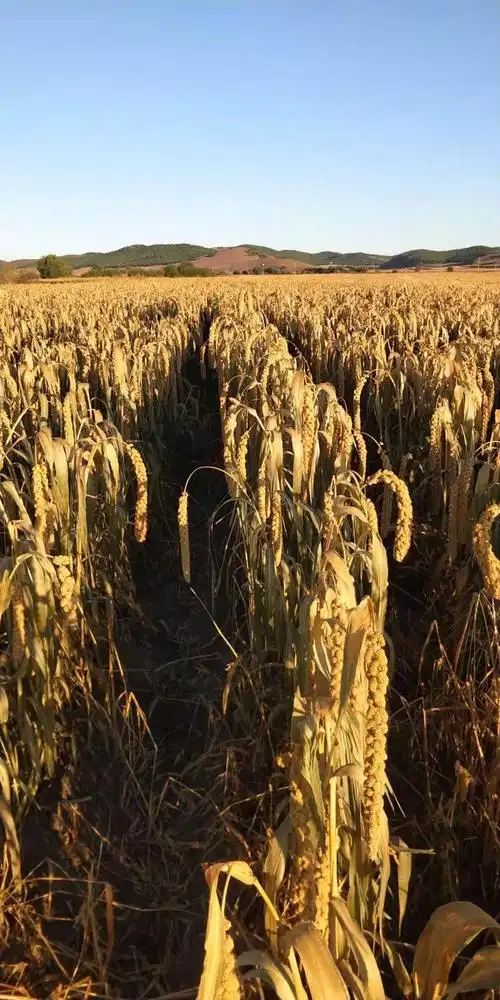 和嘎查村民乌恩巴雅尔庄稼地,放眼望去可以看到成熟的谷穗压弯了枝头