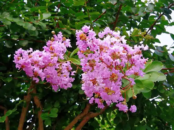 植物百科:紫薇花