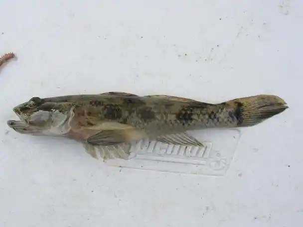 淡水鱼种类大全