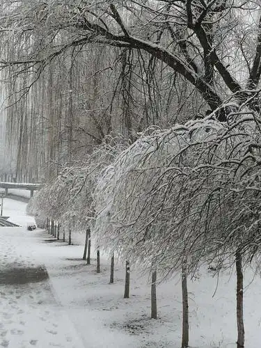 3月30日上午丹东下了鹅毛大雪,这样的雪景非常难得.