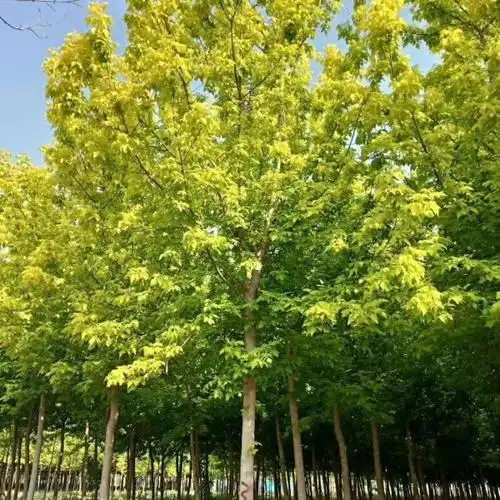 金叶复叶槭基地批发邳州金叶复叶槭