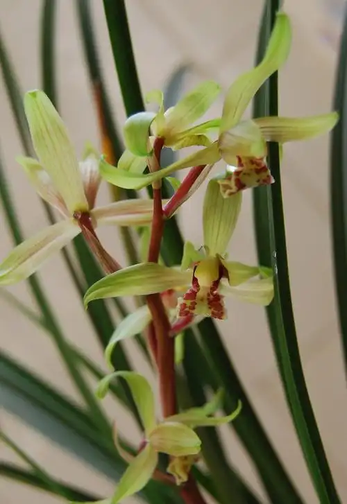 送春篇-中国兰花交易网社区