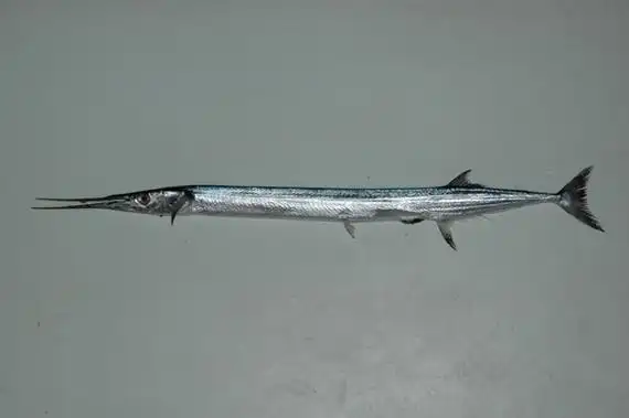 扁颌针鱼 - 百度百科