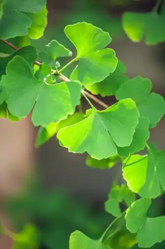 逆光下的绿色银杏树叶