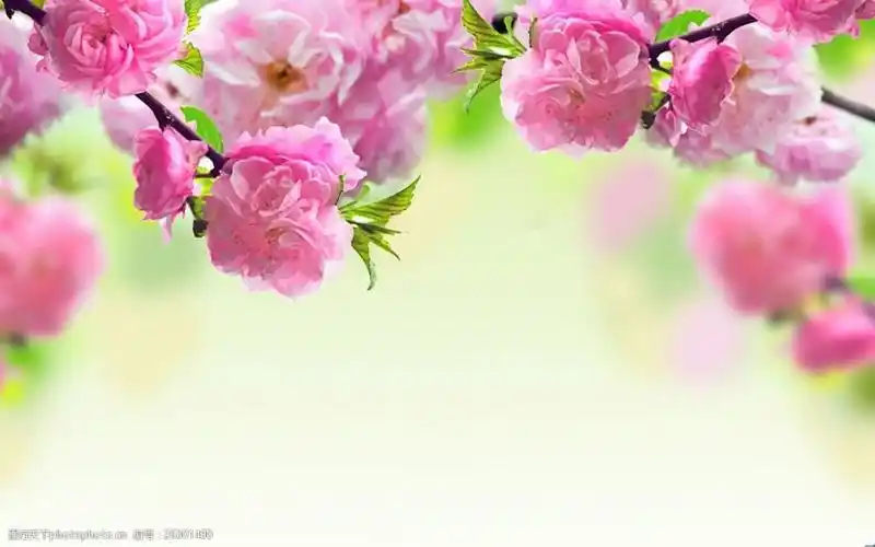 清新玫红花朵背景