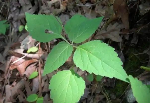 透骨草---治疗关节炎