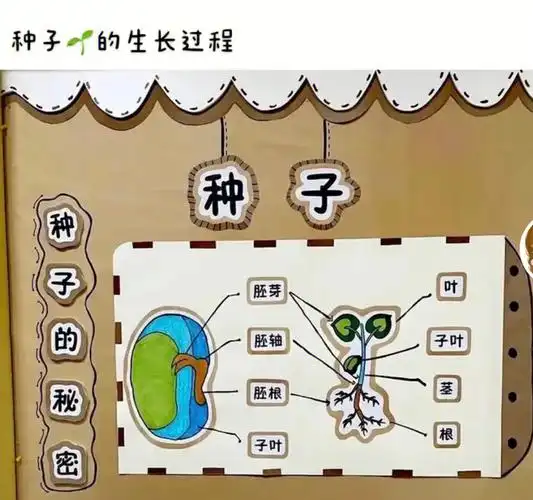 幼儿园中班主题活动之种子的秘密适合幼师