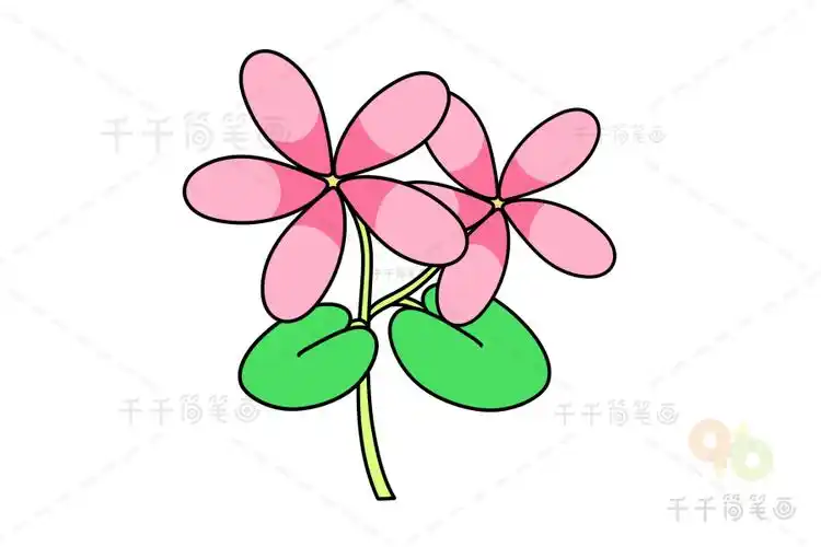 天竺葵简笔画步骤图