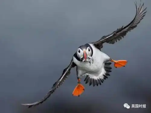 海鹦:一种呆萌爱社交,谁看了都喜欢的小萌鸟