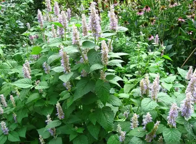 供应专注广藿香苗和鱼腥草苗和百部苗培育基地
