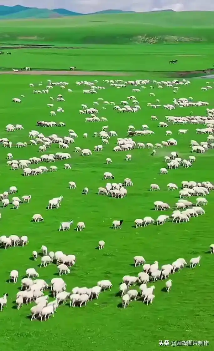 头条@蜜蜂图片制作呼伦贝尔大草原头条@蜜锋图片电作昵图网ww - 抖音