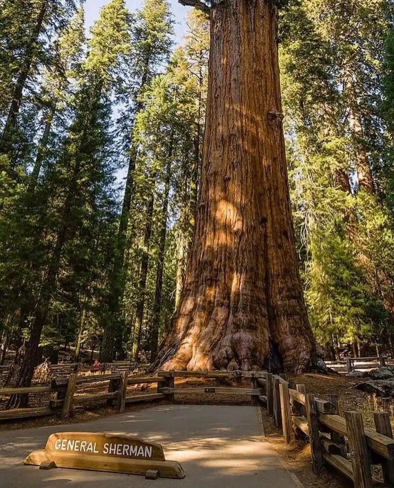 949315 世界上最大的树-雪曼将军树 17 这棵有着超2000年历史