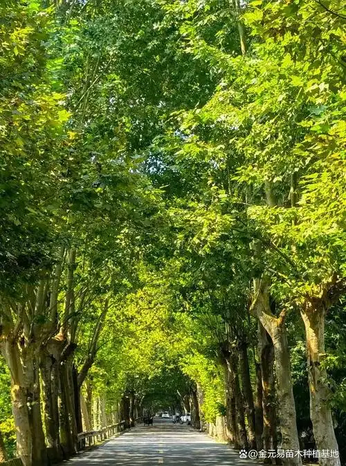 南京中山陵梧桐大道高大挺拔的树干:法桐树通常可以长到20米高,树干