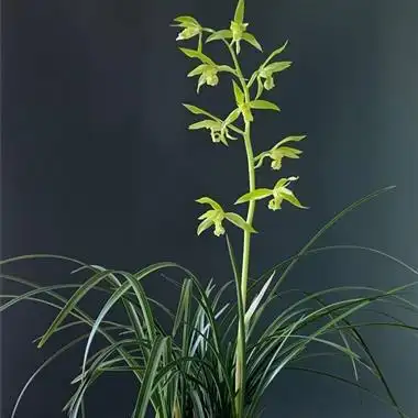 蕙兰名品【云顶素】fb-00216 - 中国兰花交易网