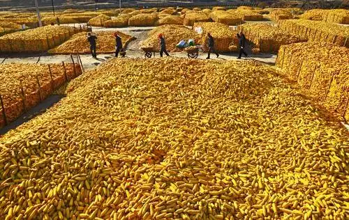 山西省长城摄影协会阳泉市分会闫庄玉米大丰收摄影作品