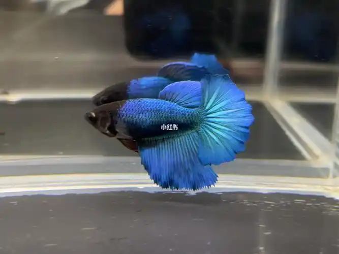 泰国斗鱼幻彩超半月母鱼