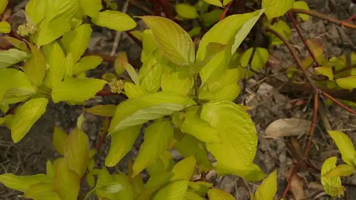 金叶红瑞木cornusalbaaurea