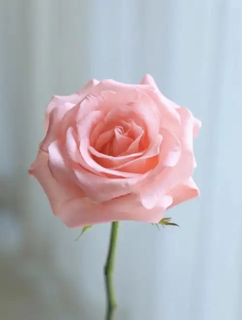 戴安娜纯粉色玫瑰花期长41包邮