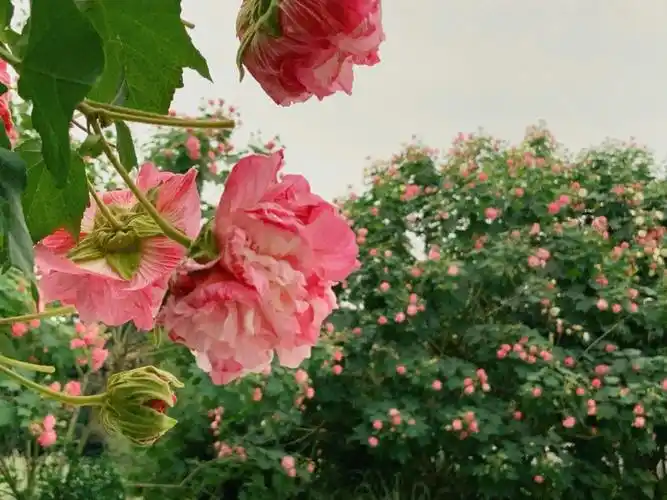 很近地看到花瓣的绝美渐变色和质感身在成都,怎么可以错过芙蓉花期呢