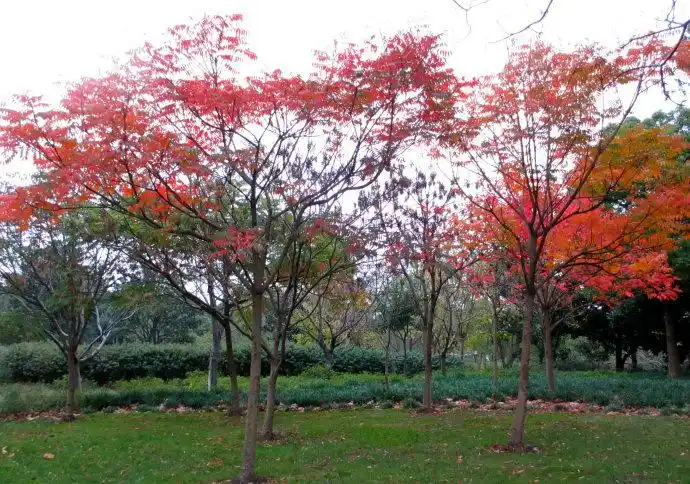 槭树形态特征 槭树价格是多少