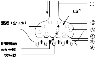 (1) 突触小体 突触后膜 (2)电信号到化学信号再到电信号 由内负变为内