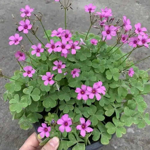 日本玉龙草矮麦冬草坪庭院别墅草平植物四季常青园林绿化麦冬草苗金边