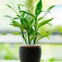 富贵竹开花的头像 好看富贵竹开花了头像图片_微信头像图片大全