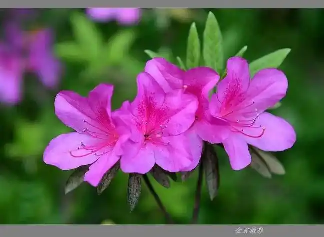 云雀花木场红牡丹杜鹃花 百家号/歆放高级面试辅导师 金直摄影 - 抖音