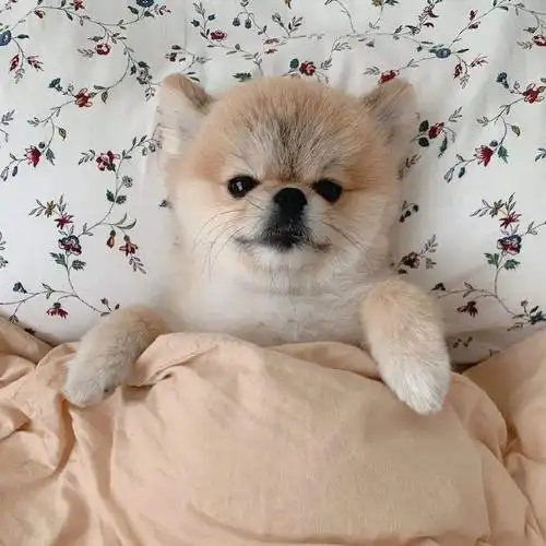 可爱情侣狗子头像微信小狗头像图片大全【点击鼠标右键下载】求在笑的