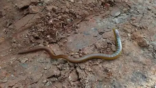 请问这是什么蛇?