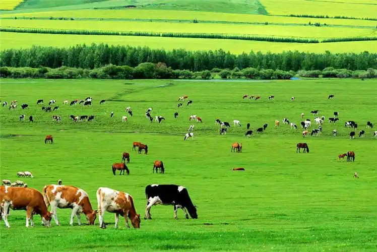 呼伦贝尔旅游包车黄师傅带您穿越大草原