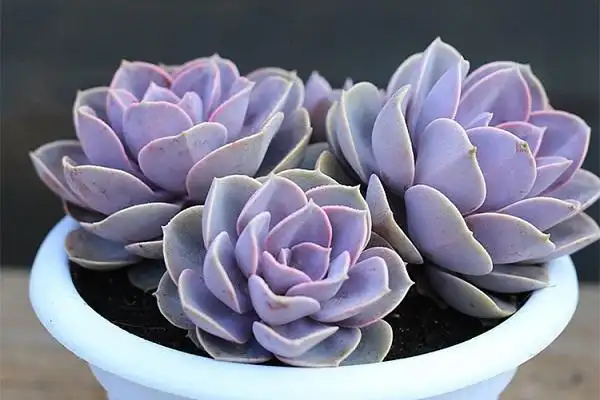 紫珍珠多肉怎么爆头 哪些因素比较重要