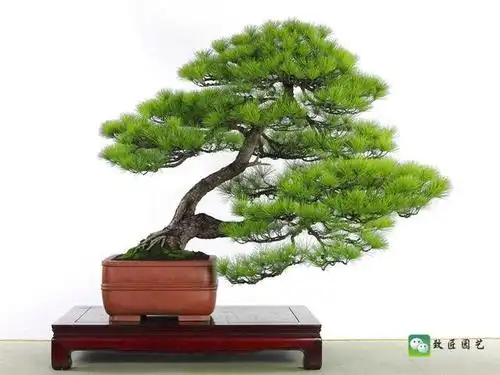 华松盆景展获奖松树精选