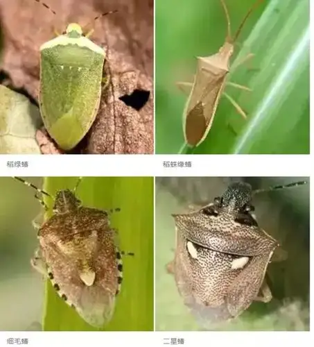 水稻病虫害识别与防治(虫害篇)