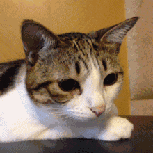 爱你猫咪动态图