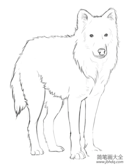 如何画北极狼