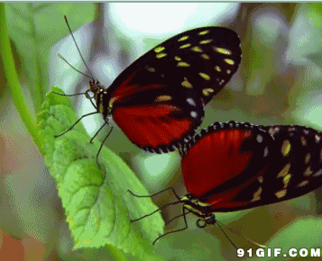 蝴蝶动态图