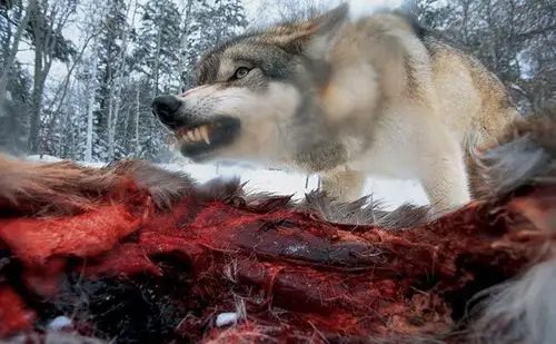 狼发飙时很恐怖:哈士奇只会发彪:当大灰狼遇上小红帽:(此处省去血腥