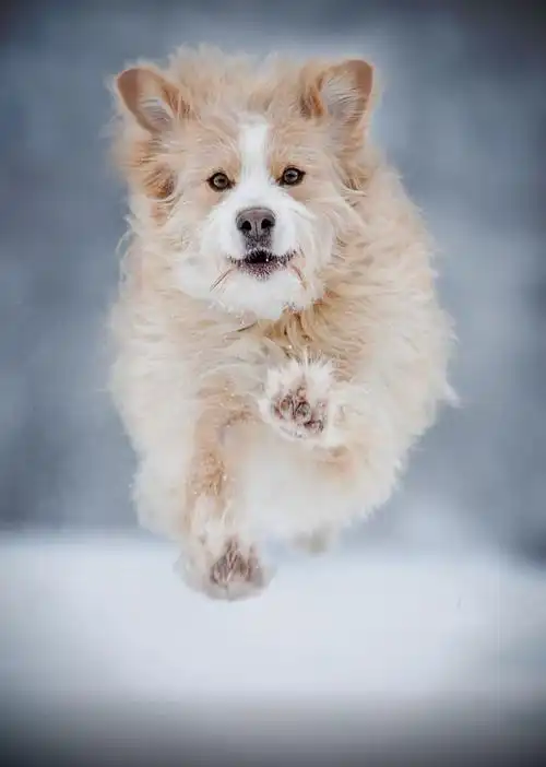 摄影号-微摄-名家榜|萌萌的狗狗在摄影师镜头下竟然如此唯美