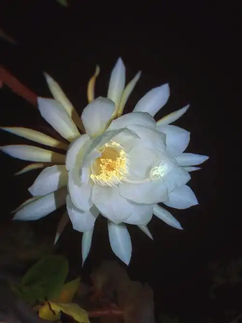 秋天的第一朵昙花开了