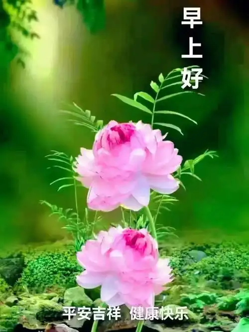 早安问候图片|人生曼妙的风景,竟是内心的从容与淡定