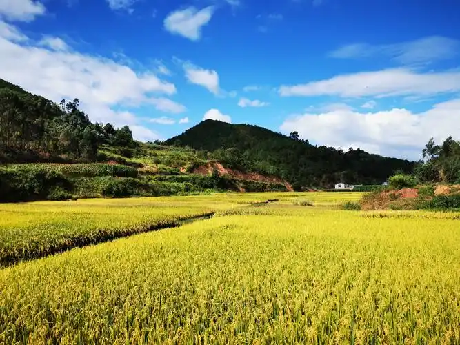 宝华镇千亩原生态水稻喜获丰收