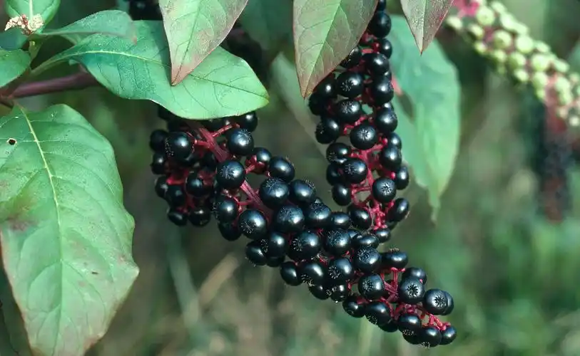 商陆图片商陆野菜植物图片