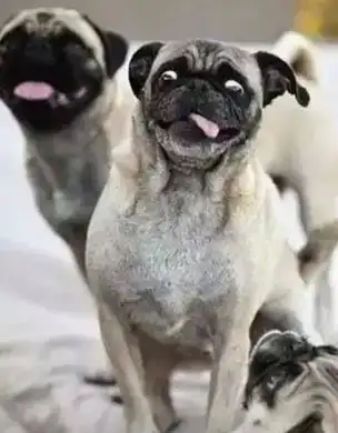 五张图片戳中无数人笑点:谁说只有二哈是逗比呢?