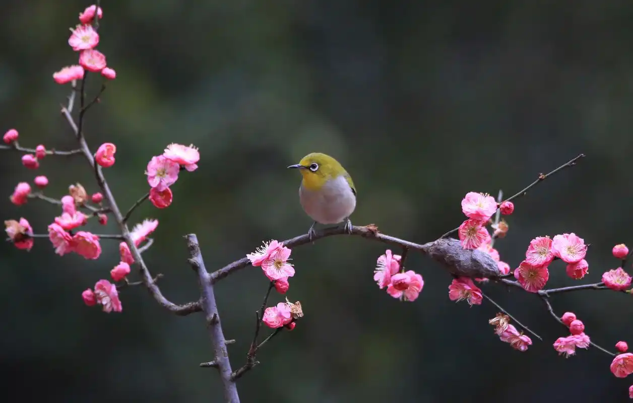 湖南衡阳:鸟语花香春色好