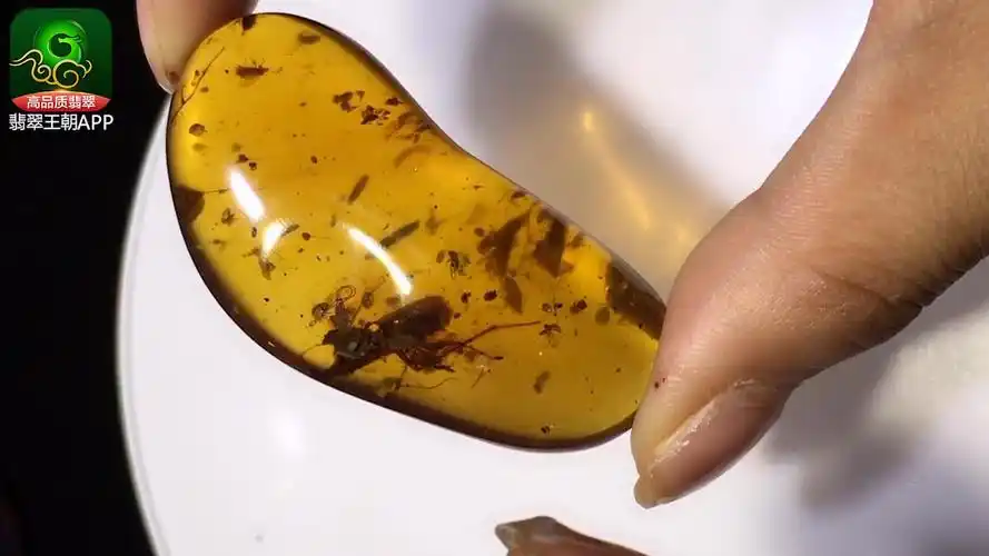 翡翠王朝琥珀讲解远古螳螂虫珀稀有品_哔哩哔哩_bilibili