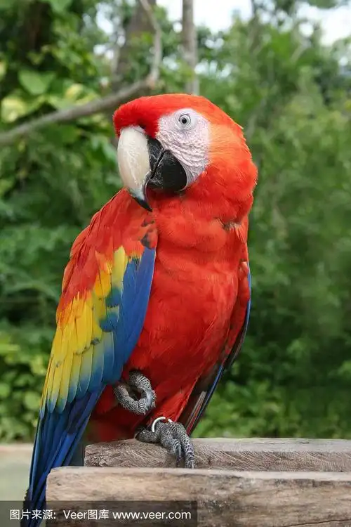 红金刚鹦鹉